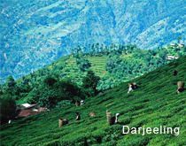 Sikkim-Darjeeling tours