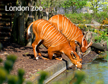 ZSL London zoo  tours